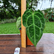 Load image into Gallery viewer, #85 Anthurium Forgetii  hybrid
