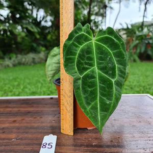 #85 Anthurium Forgetii  hybrid