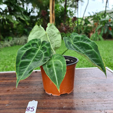 Load image into Gallery viewer, #85 Anthurium Forgetii  hybrid