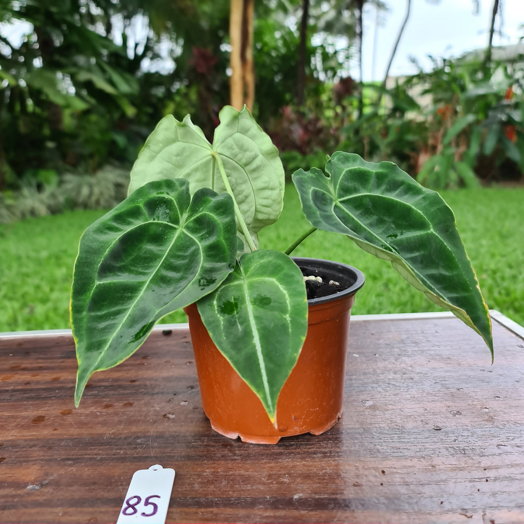 #85 Anthurium Forgetii  hybrid
