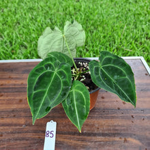Load image into Gallery viewer, #85 Anthurium Forgetii  hybrid