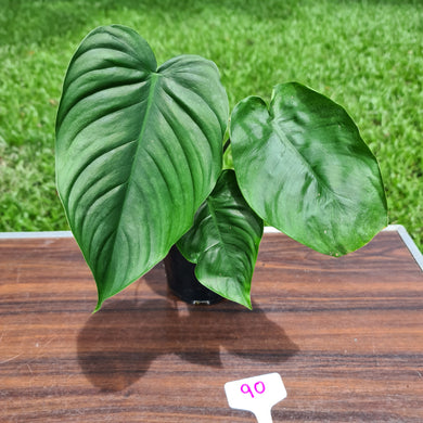 #90 Philodendron Plowmanii x Tenue