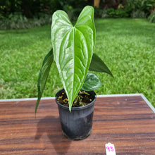 Load image into Gallery viewer, #93 Anthurium Reophnii?