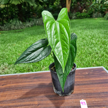 Load image into Gallery viewer, #93 Anthurium Reophnii?