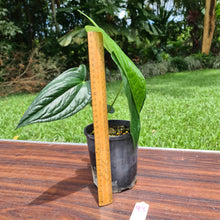 Load image into Gallery viewer, #93 Anthurium Reophnii?
