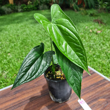 Load image into Gallery viewer, #93 Anthurium Reophnii?