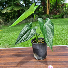 Load image into Gallery viewer, #93 Anthurium Reophnii?