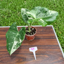 Load image into Gallery viewer, #97 Variegated Alocasia Macrorrhiza