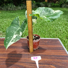 Load image into Gallery viewer, #97 Variegated Alocasia Macrorrhiza