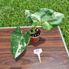 Load image into Gallery viewer, #97 Variegated Alocasia Macrorrhiza