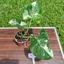 Load image into Gallery viewer, #97 Variegated Alocasia Macrorrhiza