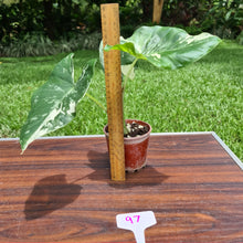 Load image into Gallery viewer, #97 Variegated Alocasia Macrorrhiza