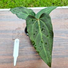 Load image into Gallery viewer, #37 Anthurium Magnificum Hybrid x - Seedling