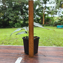 Load image into Gallery viewer, #37 Anthurium Magnificum Hybrid x - Seedling
