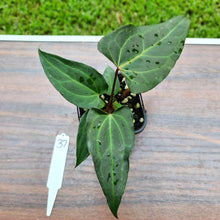 Load image into Gallery viewer, #37 Anthurium Magnificum Hybrid x - Seedling
