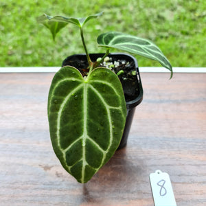 #8 Anthurium Crystallinum Hybrid