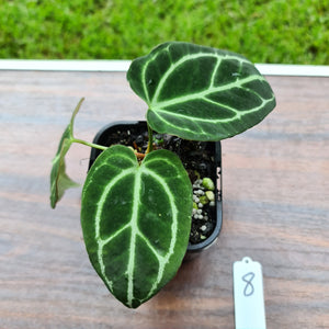 #8 Anthurium Crystallinum Hybrid