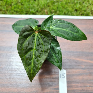 #15 Anthurium Magnificum Hybrid x - Seedling