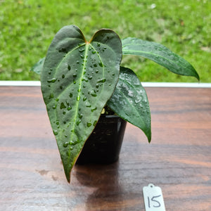 #15 Anthurium Magnificum Hybrid x - Seedling