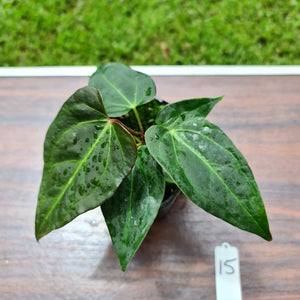 #15 Anthurium Magnificum Hybrid x - Seedling