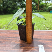 Load image into Gallery viewer, #15 Anthurium Magnificum Hybrid x - Seedling