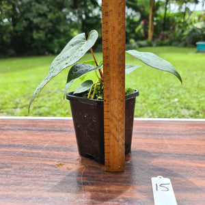 #15 Anthurium Magnificum Hybrid x - Seedling