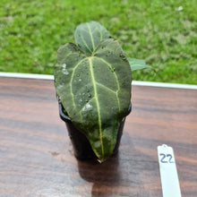 Load image into Gallery viewer, #22 Anthurium Magnificum Hybrid x - Seedling