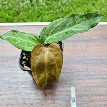 Load image into Gallery viewer, #52 Anthurium Magnificum Hybrid x - Seedling