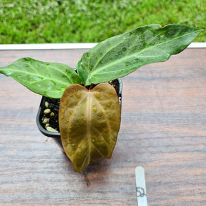 #52 Anthurium Magnificum Hybrid x - Seedling