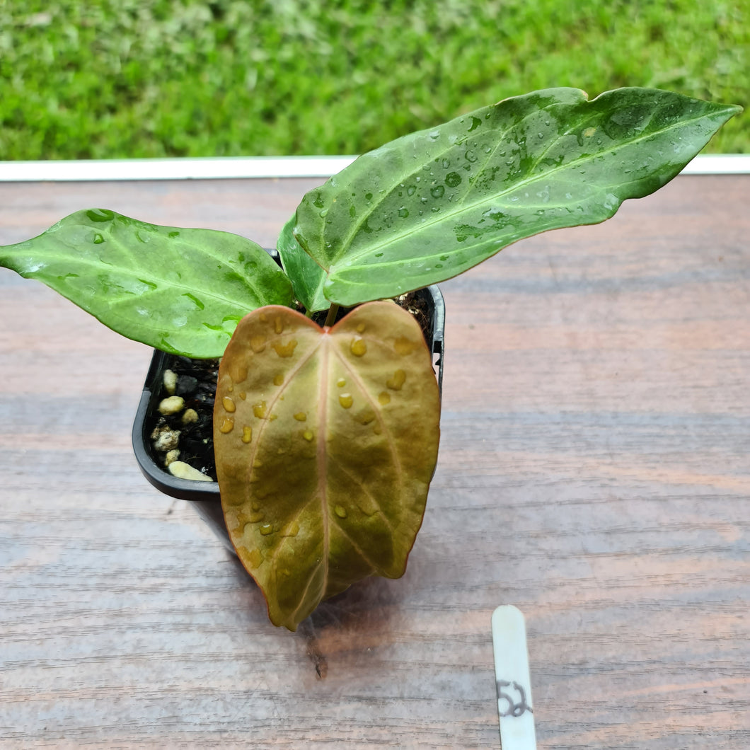 #52 Anthurium Magnificum Hybrid x - Seedling