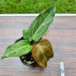 #52 Anthurium Magnificum Hybrid x - Seedling