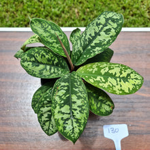 Load image into Gallery viewer, #130 Homalomena Wallisii