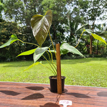Load image into Gallery viewer, #108 Anthurium Bosworth Beauty