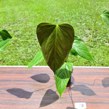 Load image into Gallery viewer, #108 Anthurium Bosworth Beauty