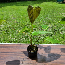 Load image into Gallery viewer, #108 Anthurium Bosworth Beauty