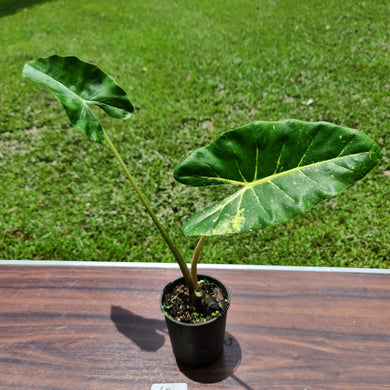 #107 Alocasia New Guinea Gold