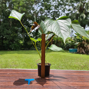 #106 Anthurium Bosworth Beauty