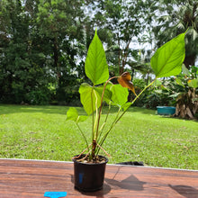 Load image into Gallery viewer, #106 Anthurium Bosworth Beauty