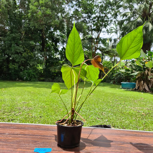 #106 Anthurium Bosworth Beauty