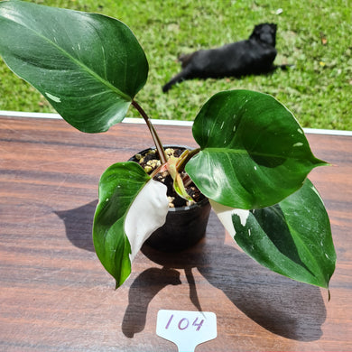 #104 Philodendron White Knight