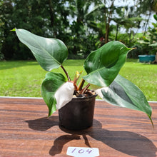 Load image into Gallery viewer, #104 Philodendron White Knight