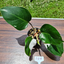 Load image into Gallery viewer, #104 Philodendron White Knight