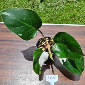 #104 Philodendron White Knight