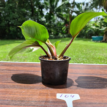Load image into Gallery viewer, #104 Philodendron White Knight