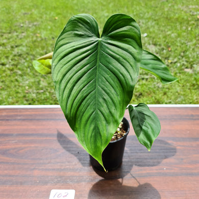 #102 Philodendron Plowmanii x Tenue
