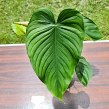 Load image into Gallery viewer, #102 Philodendron Plowmanii x Tenue