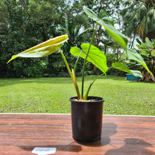Load image into Gallery viewer, #102 Philodendron Plowmanii x Tenue