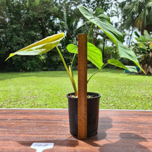 Load image into Gallery viewer, #102 Philodendron Plowmanii x Tenue