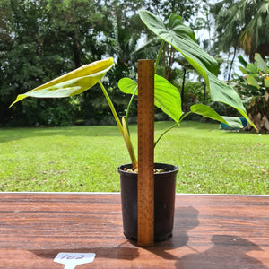 #102 Philodendron Plowmanii x Tenue