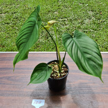 Load image into Gallery viewer, #102 Philodendron Plowmanii x Tenue